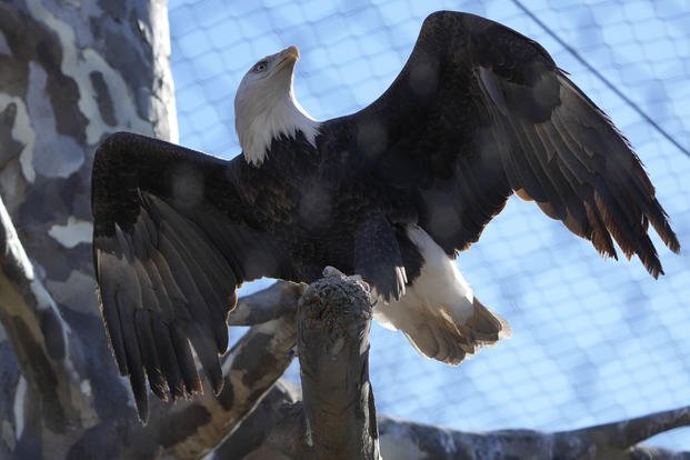 Bald eagle named Freedom at the Turtle Back Zoo in West Orange, N.J.