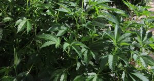 Arizona law taking effect in 2026 targets marijuana promotion to underage people