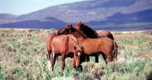 Arizona congressmen co-chair newly launched caucus for protecting wild horses and burros