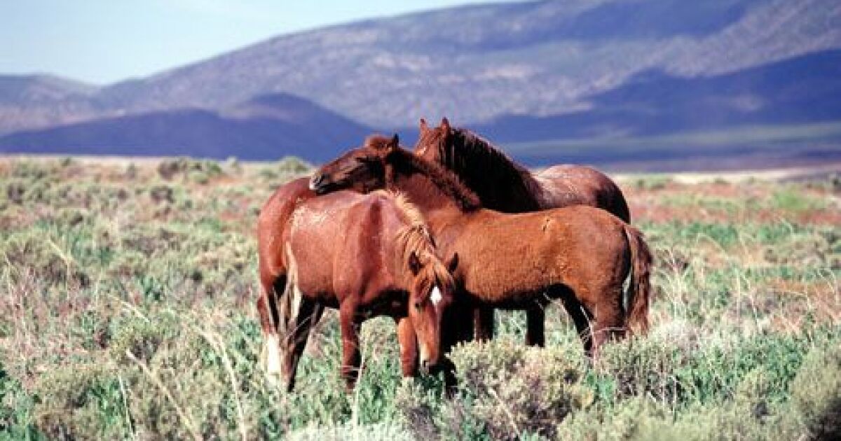 Arizona congressmen co-chair newly launched caucus for protecting wild horses and burros