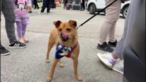 Top Turkish court rejects annulment of law critics fear spells death for thousands of stray dogs