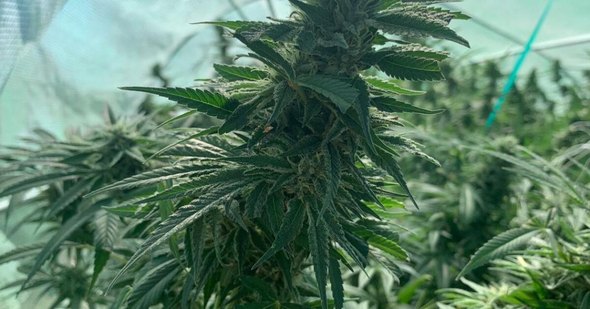 Marijuana industry asks court to pause impending pot tax