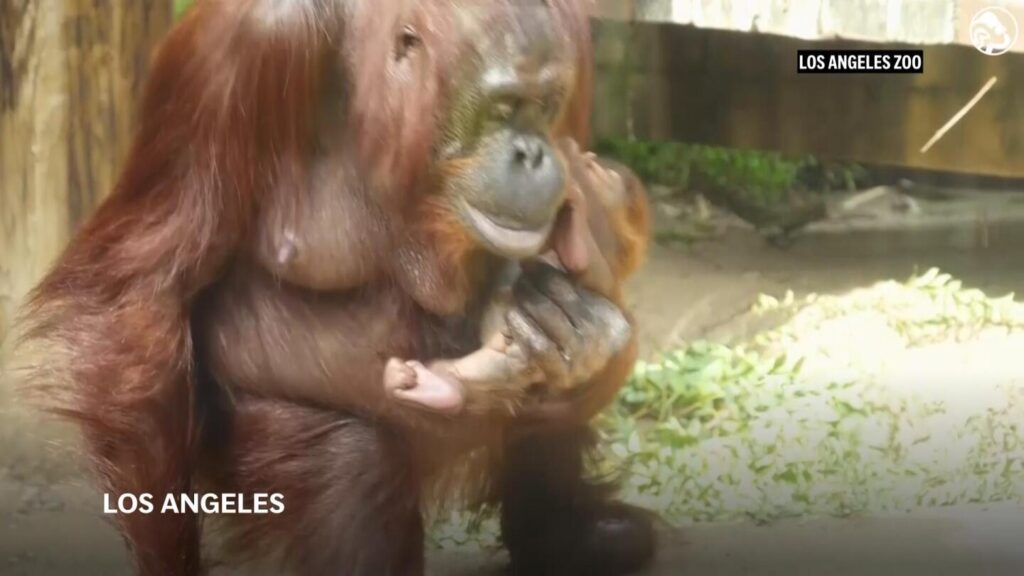 Endangered Bornean orangutan born at the Los Angeles Zoo - AP News