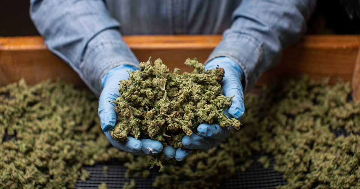 Michigan's impending 24% marijuana tax goes before judge