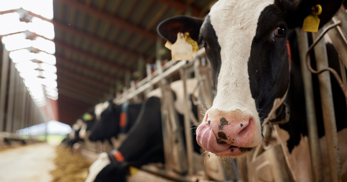 Raw milk is risky, especially for kids. A new bill would let Michigan dairies sell it.