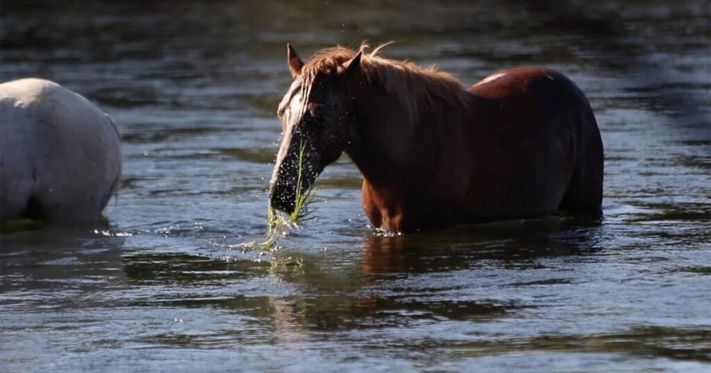 Equine virus closures continue in Tonto National Forest