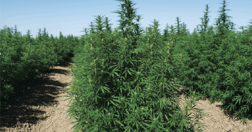 Consumable hemp product bills heading to Michigan House