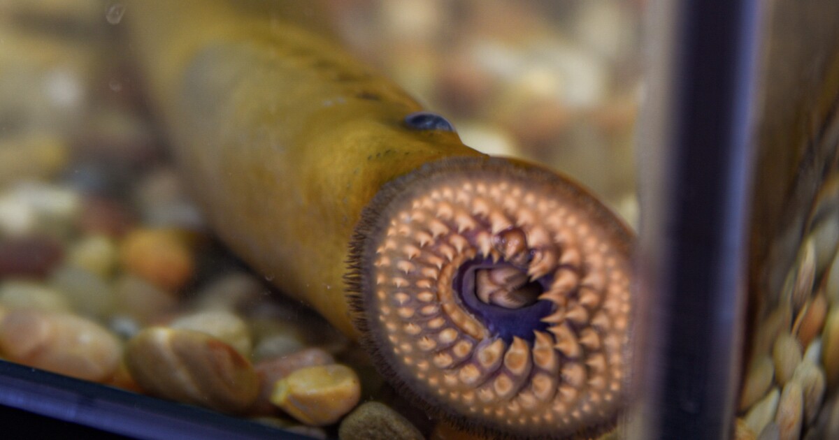 Public feedback is open for proposed sea lamprey barrier in Upper Peninsula
