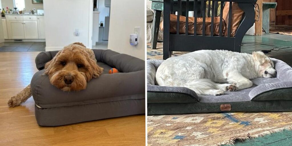 The 6 Best Orthopedic Dog Beds of 2026, Tested by Our Pups