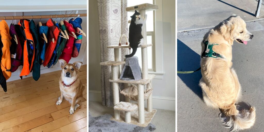 How the BI Reviews Team Tests Pet Products