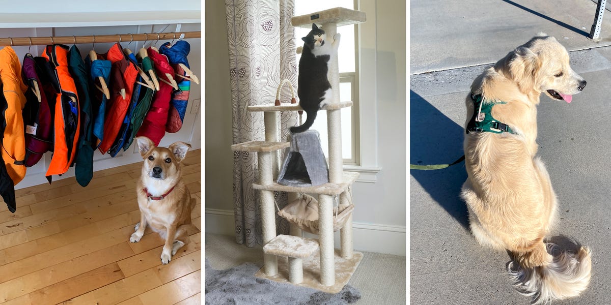 How the BI Reviews Team Tests Pet Products