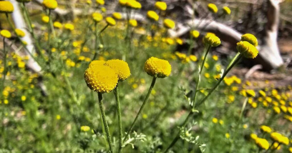 It may look pretty, but the invasive stinknet is a big problem. And it's spreading like wildfire.