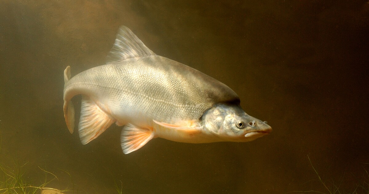 New Colorado River plans could harm native fish in Grand Canyon