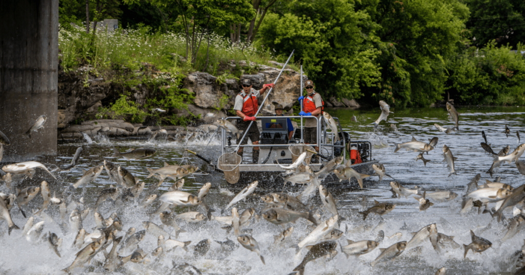 Trump announcement to move carp barrier project to Michigan is “a political stunt”