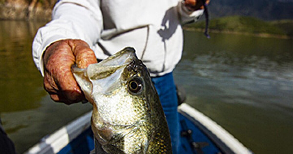 ADEQ to issue fish consumption advisories related to PFAS for those caught in Arizona