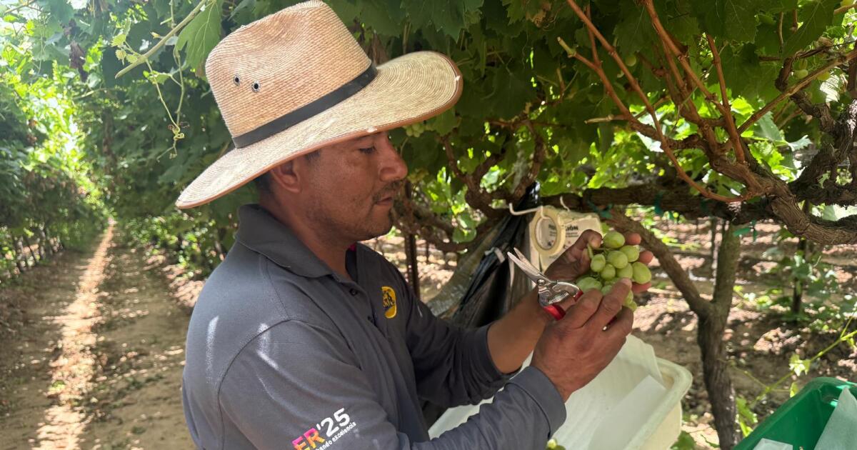 Mexican produce caught in crossfire as USMCA talks heat up