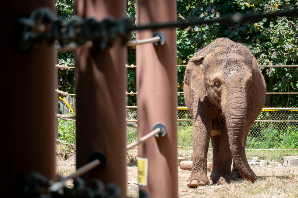 Hawai‘i Court To Decide If Animals Should Have Human Rights