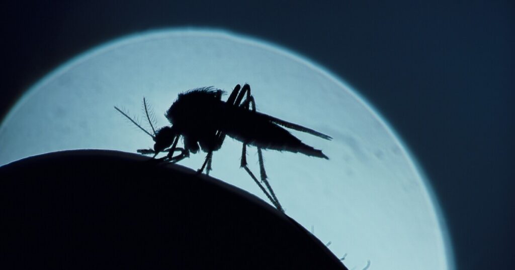 Maricopa County Reports First West Nile Virus Death This Season - The ...