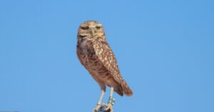 This Arizona solar farm provides safe harbor to displaced burrowing owls