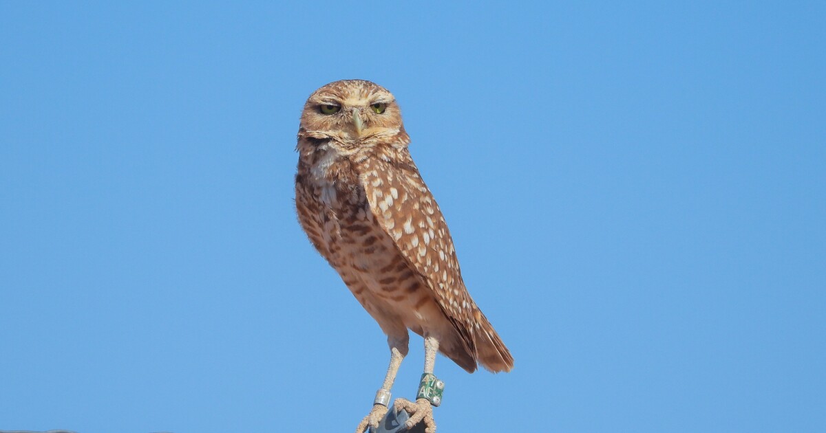 This Arizona solar farm provides safe harbor to displaced burrowing owls