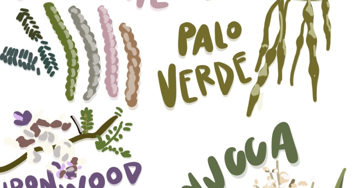 Here are 5 plants you can forage in Arizona