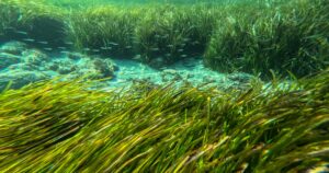 Seagrass is important to capture carbon. ASU study just mapped it globally for 1st time