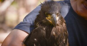Bald eaglet was found with fish hook in its throat. AZ officials say take care with lures, lines