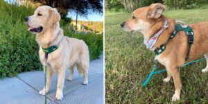 Best No-Pull Dog Harnesses - Business Insider