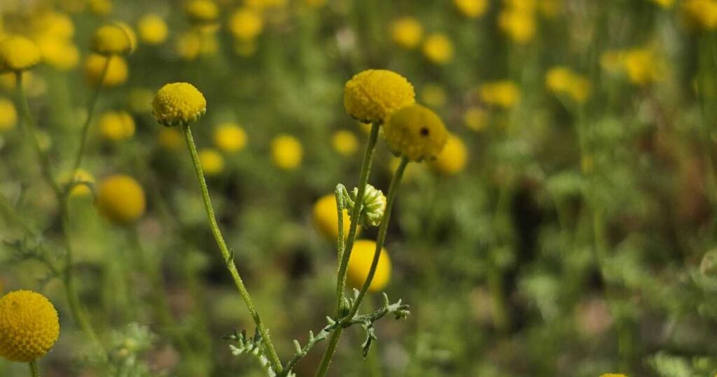 Arizona researchers are mapping out invasive grasses to figure out where wildfires might strike