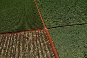 Court case opens in challenge to South Africa's land expropriate law
