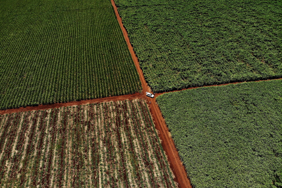 Court case opens in challenge to South Africa's land expropriate law