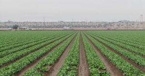 Hobbs ends contract with agriculture company over treated sewage in Yuma County