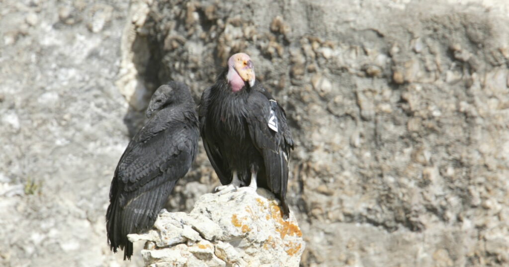 4 California condors from captive breeding program will be released into the Arizona-Utah flock