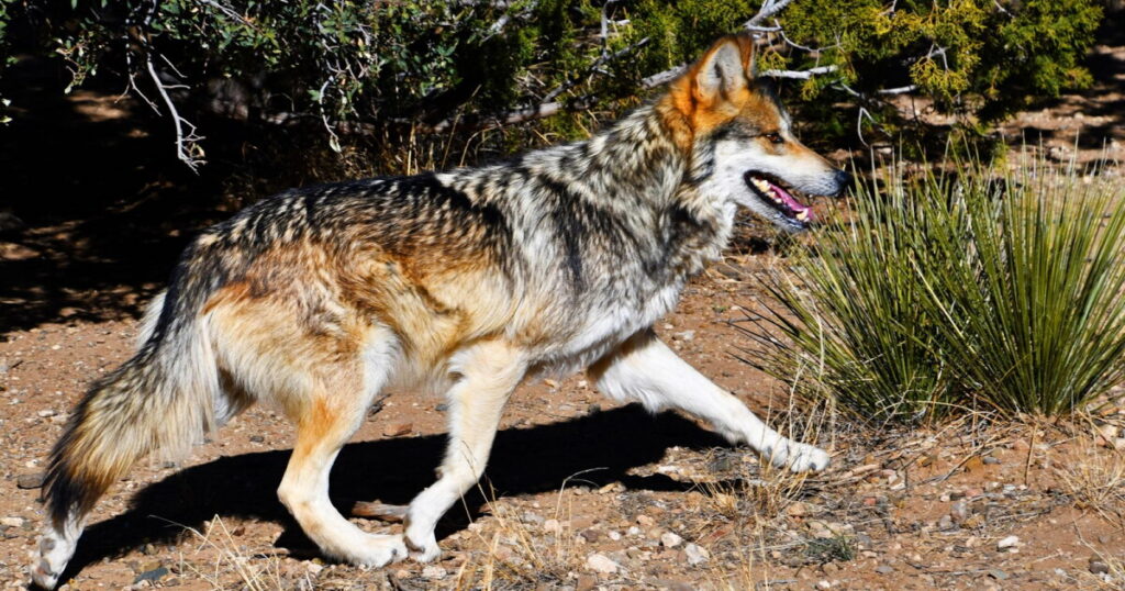 Trump signs executive order seeking to strip endangered protections for Mexican gray wolves