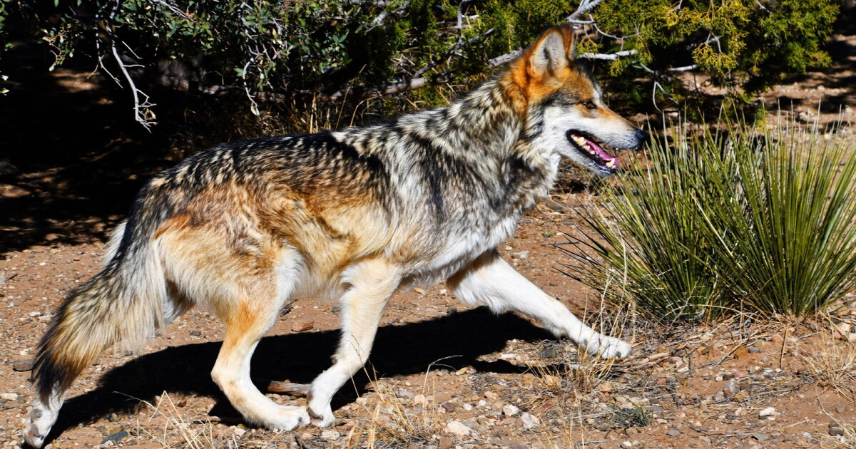 Trump signs executive order seeking to strip endangered protections for Mexican gray wolves