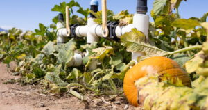 How this orchard still grows pumpkins in Arizona's hotter and drier weather