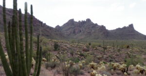 Saguaros, other vegetation torn out for wall construction in Organ Pipe Cactus National Monument