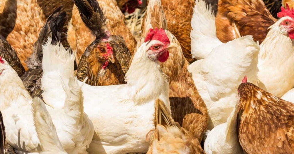 Federal lawsuit against Michigan's cage-free egg law thrown out by judge