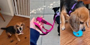 New Dog Checklist, According to Veterinarians and Trainers